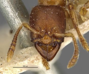 Media type: image;   Entomology 23076 Aspect: head frontal view